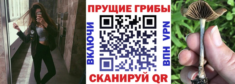 Купить  Калининск  Псилоцибиновые грибы Magic Shrooms 